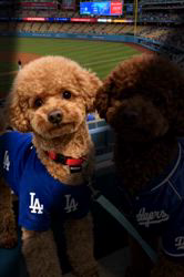 朝比奈杏奈ブリーダーからお迎えしたトイプードル：アポロンくん