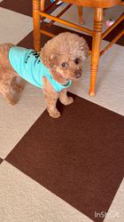 朝比奈杏奈ブリーダーからお迎えしたトイプードル：アポロンくん