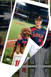 朝比奈杏奈ブリーダーからお迎えしたトイプードル：アポロンくん