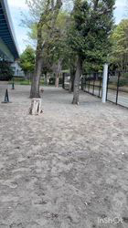 朝比奈杏奈ブリーダーからお迎えしたトイプードル：アポロンくん