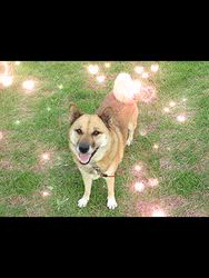 朝比奈杏奈ブリーダーからお迎えしたトイプードル：アポロンくん