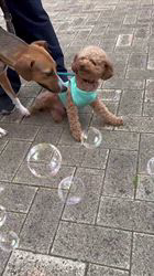 朝比奈杏奈ブリーダーからお迎えしたトイプードル：アポロンくん