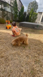 菊地純一ブリーダーからお迎えしたトイプードル：モナくん