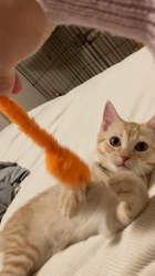 宮崎直美ブリーダーからお迎えしたマンチカン：茶々丸くん