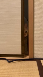 宮崎直美ブリーダーからお迎えしたマンチカン：茶々丸くん