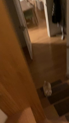 宮崎直美ブリーダーからお迎えしたマンチカン：茶々丸くん