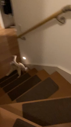 宮崎直美ブリーダーからお迎えしたマンチカン：茶々丸くん