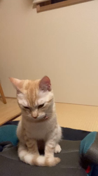 宮崎直美ブリーダーからお迎えしたマンチカン：茶々丸くん