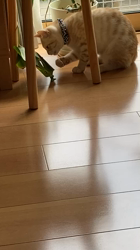 宮崎直美ブリーダーからお迎えしたマンチカン：茶々丸くん