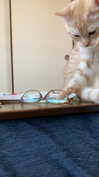 宮崎直美ブリーダーからお迎えしたマンチカン：茶々丸くん