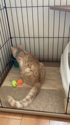 宮崎直美ブリーダーからお迎えしたマンチカン：茶々丸くん