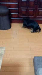 久吉次男ブリーダーからお迎えしたミニチュアダックスフンド(ロング)：ピースくん