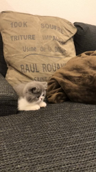 後藤嘉茂ブリーダーからお迎えしたエキゾチックショートヘア：ドンちゃん