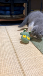 後藤嘉茂ブリーダーからお迎えしたエキゾチックショートヘア：ドンちゃん