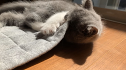 後藤嘉茂ブリーダーからお迎えしたエキゾチックショートヘア：ドンちゃん