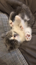 後藤嘉茂ブリーダーからお迎えしたエキゾチックショートヘア：ドンちゃん