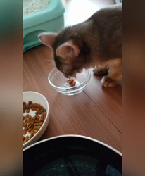 牛頭利恵ブリーダーからお迎えしたソマリ：イーブイちゃん