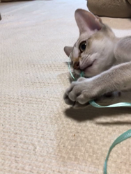 宮本恭子ブリーダーからお迎えしたシンガプーラ：ルルくん