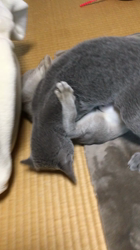 宮本恭子ブリーダーからお迎えしたシンガプーラ：ルルくん