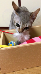 宮本恭子ブリーダーからお迎えしたシンガプーラ：ルルくん