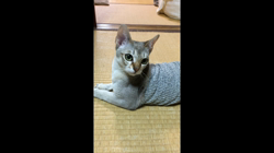 宮本恭子ブリーダーからお迎えしたシンガプーラ：ルルくん