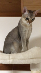 宮本恭子ブリーダーからお迎えしたシンガプーラ：ルルくん