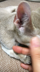 宮本恭子ブリーダーからお迎えしたシンガプーラ：ルルくん