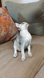 宮本恭子ブリーダーからお迎えしたシンガプーラ：ルルくん