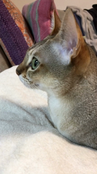 宮本恭子ブリーダーからお迎えしたシンガプーラ：ルルくん