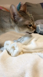 宮本恭子ブリーダーからお迎えしたシンガプーラ：ルルくん
