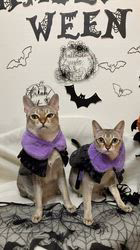 宮本恭子ブリーダーからお迎えしたシンガプーラ：ルルくん