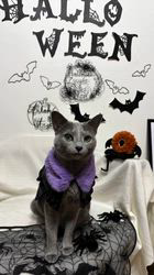 鮓谷明弘ブリーダーからお迎えしたロシアンブルー：ミミーちゃん