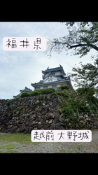 西川玉梅ブリーダーからお迎えしたマルチーズ：マル坊くん
