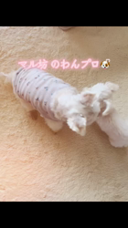 西川玉梅ブリーダーからお迎えしたマルチーズ：マル坊くん
