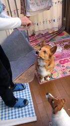 渡邉浩行ブリーダーからお迎えしたジャックラッセルテリア：Samくん