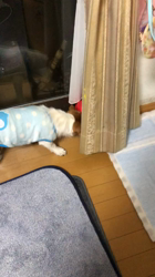 渡邉浩行ブリーダーからお迎えしたジャックラッセルテリア：Samくん
