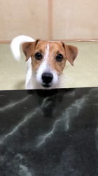 渡邉浩行ブリーダーからお迎えしたジャックラッセルテリア：Samくん