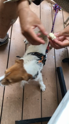 渡邉浩行ブリーダーからお迎えしたジャックラッセルテリア：Samくん