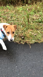 渡邉浩行ブリーダーからお迎えしたジャックラッセルテリア：Samくん