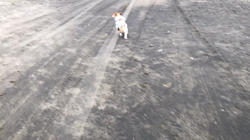 渡邉浩行ブリーダーからお迎えしたジャックラッセルテリア：Samくん