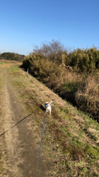 渡邉浩行ブリーダーからお迎えしたジャックラッセルテリア：Samくん