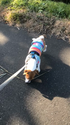 渡邉浩行ブリーダーからお迎えしたジャックラッセルテリア：Samくん