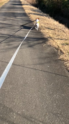 渡邉浩行ブリーダーからお迎えしたジャックラッセルテリア：Samくん