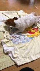 渡邉浩行ブリーダーからお迎えしたジャックラッセルテリア：Samくん