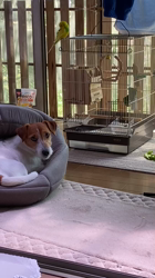 渡邉浩行ブリーダーからお迎えしたジャックラッセルテリア：Samくん