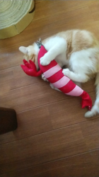 伊崎由美子ブリーダーからお迎えしたマンチカン：ひびきくん