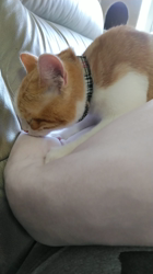 伊崎由美子ブリーダーからお迎えしたマンチカン：ひびきくん