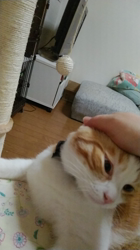 伊崎由美子ブリーダーからお迎えしたマンチカン：ひびきくん