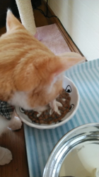 伊崎由美子ブリーダーからお迎えしたマンチカン：ひびきくん