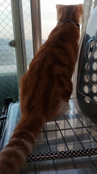 伊崎由美子ブリーダーからお迎えしたマンチカン：ひびきくん